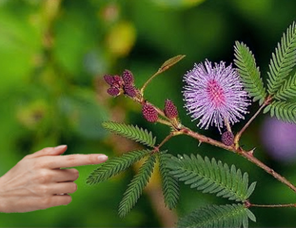 Shyjabati Tree benefits of the Shyjabati tree